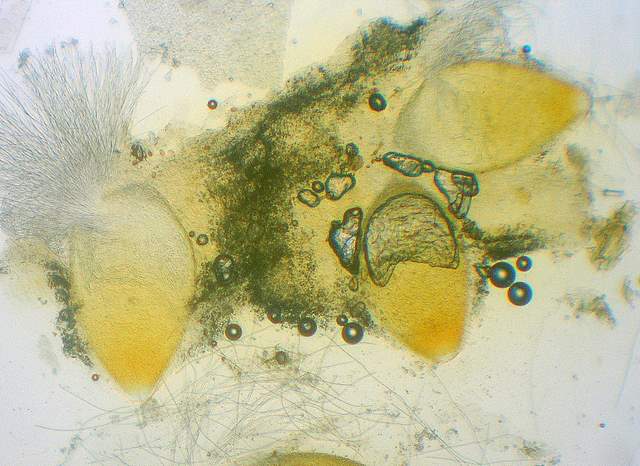 Cordyceps spec.